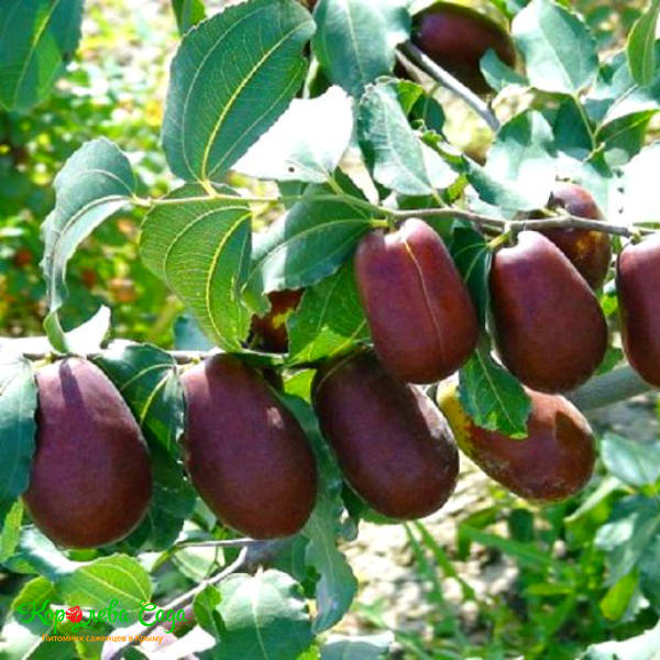 Зизифус Синит (Ранние сорт)