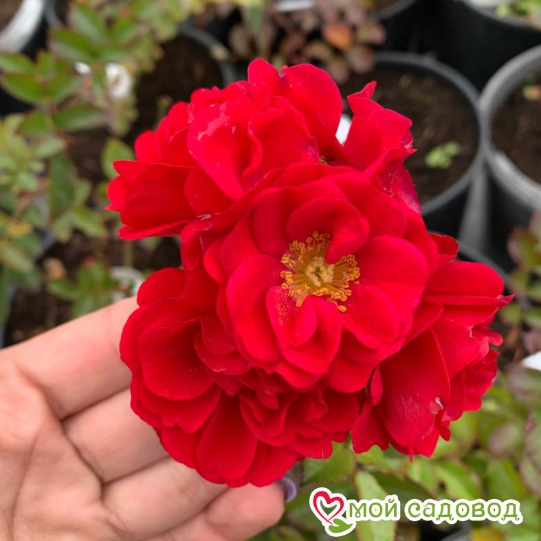 Роза Хеллоу