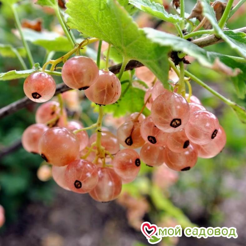 Красная смородина Розовый жемчуг