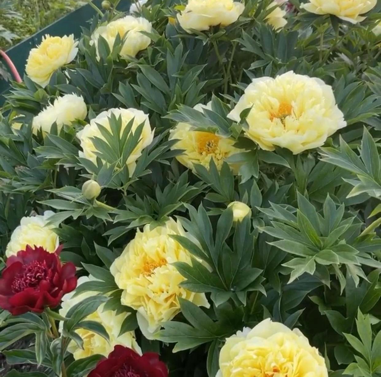 Пион (Ито-гибрид) Бартзелла