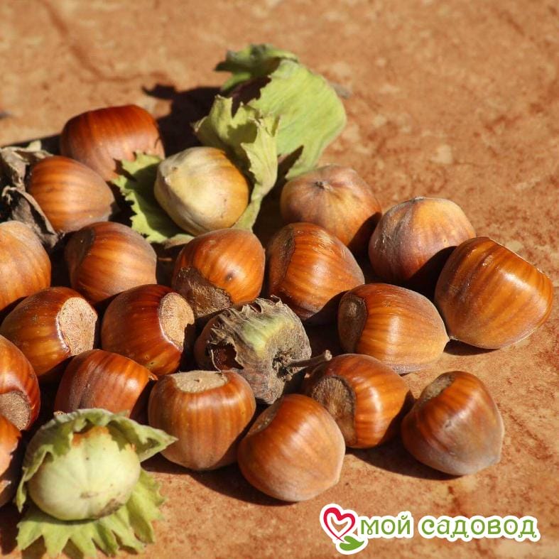 Фундук Шедевр