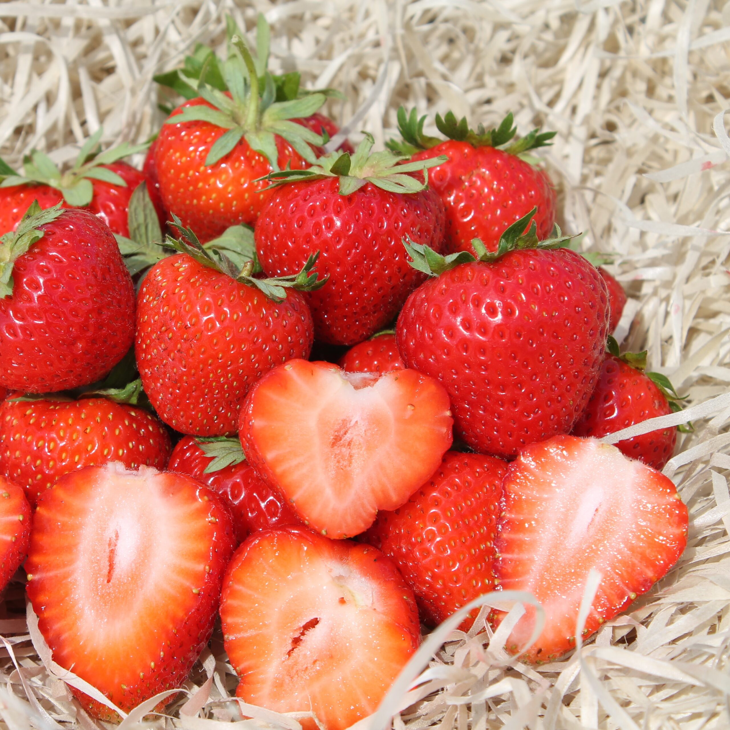 Клубника Монтерини