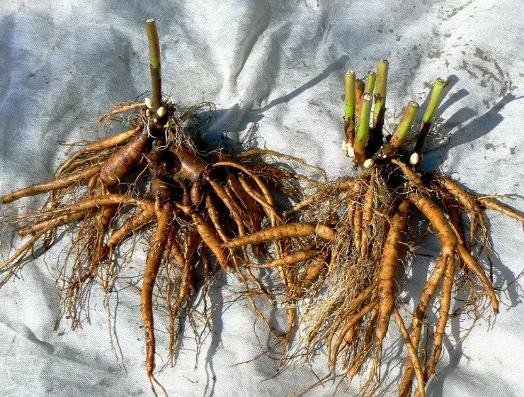 Лилейник Руби Порл